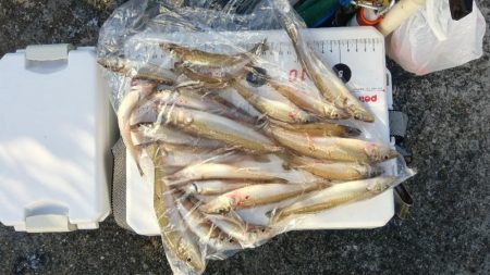 苅屋海岸のキス釣り