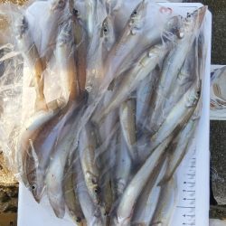 苅屋海岸のキス釣り