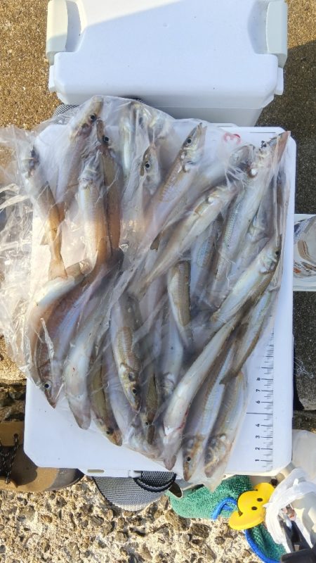 苅屋海岸のキス釣り