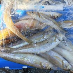 高砂港のちょい投げ