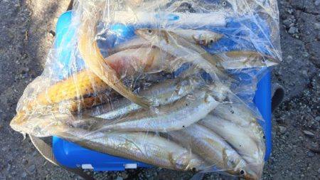 高砂港のちょい投げ