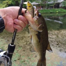 表層シェイキー