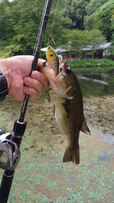 表層シェイキー