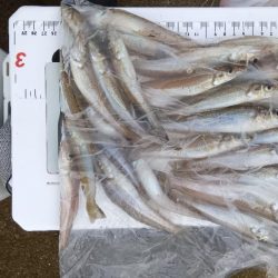 苅屋海岸のキス釣り