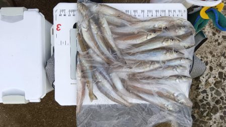 苅屋海岸のキス釣り