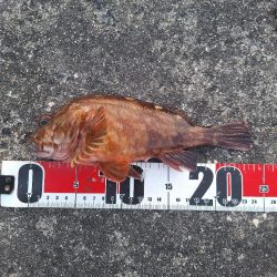 ロックフィッシュ釣行