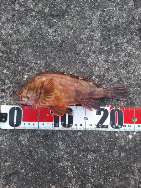 ロックフィッシュ釣行