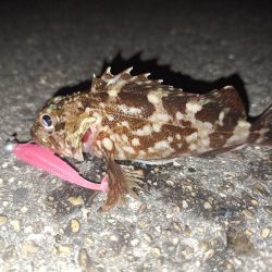 ロックフィッシュ釣行