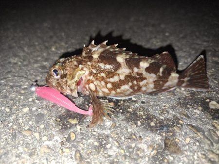 ロックフィッシュ釣行