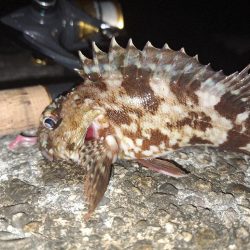 ロックフィッシュ釣行