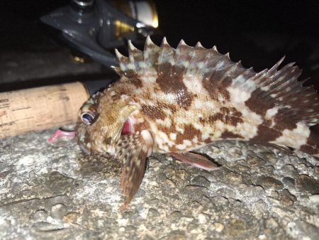 ロックフィッシュ釣行