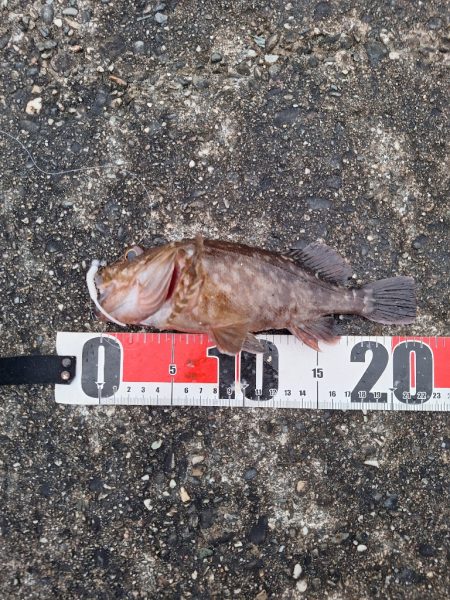 ロックフィッシュ釣行