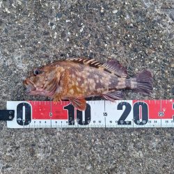 ロックフィッシュ釣行