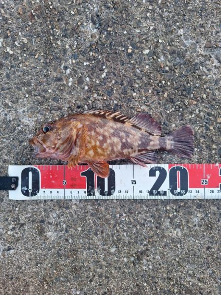 ロックフィッシュ釣行