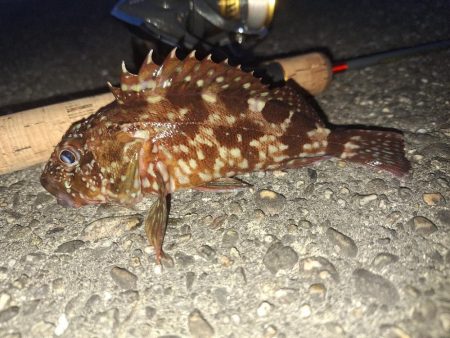 ロックフィッシュ釣行