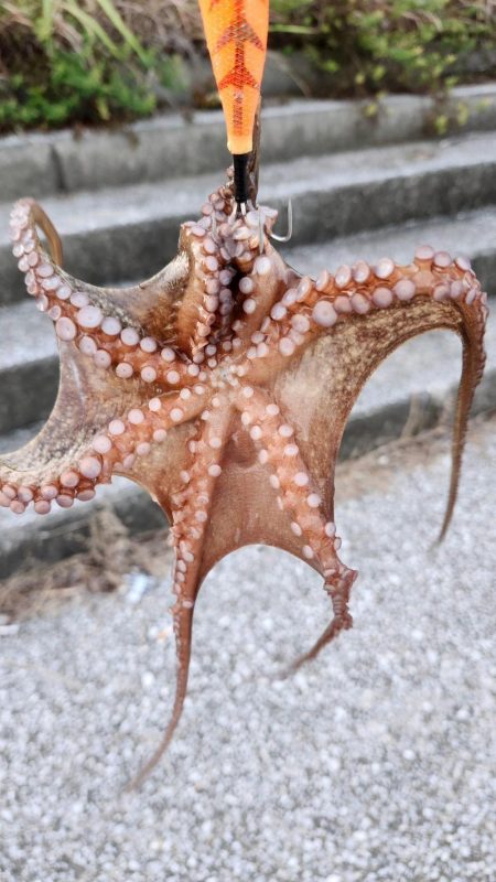 タコ釣り