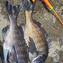 Wチヌキャッチャー