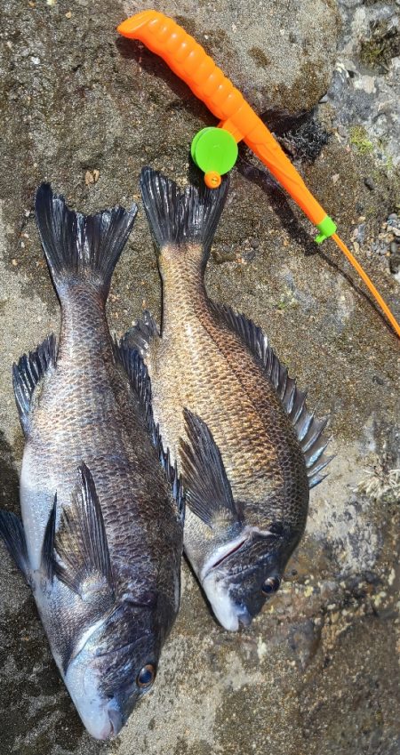 Wチヌキャッチャー