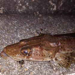 最初から切り身で…