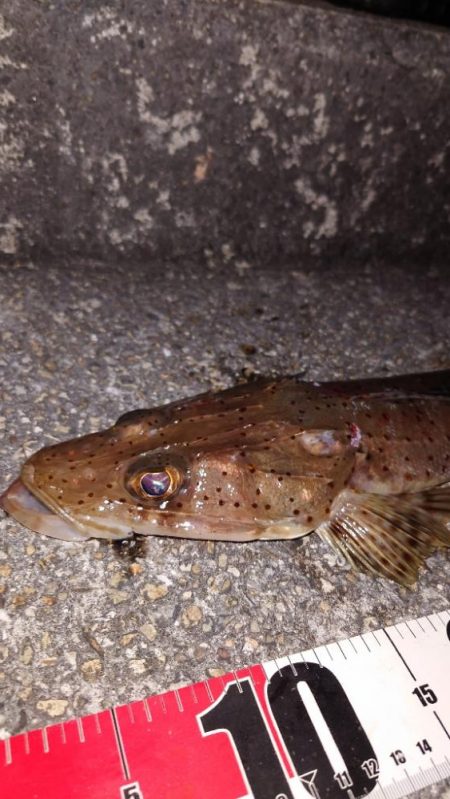 最初から切り身で…