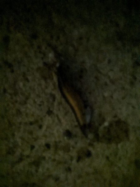 少なくなってきた〜