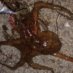 改造タコエギで