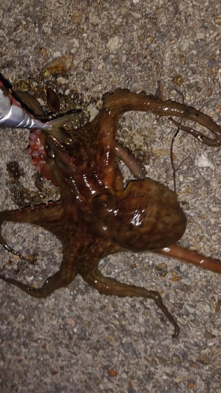 改造タコエギで