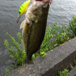 放流バスに遊んでもらいました