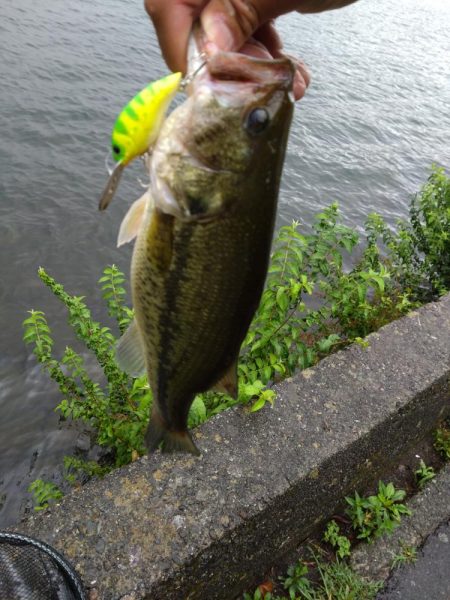 放流バスに遊んでもらいました