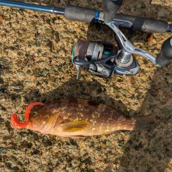 ハタゲーム&エギング