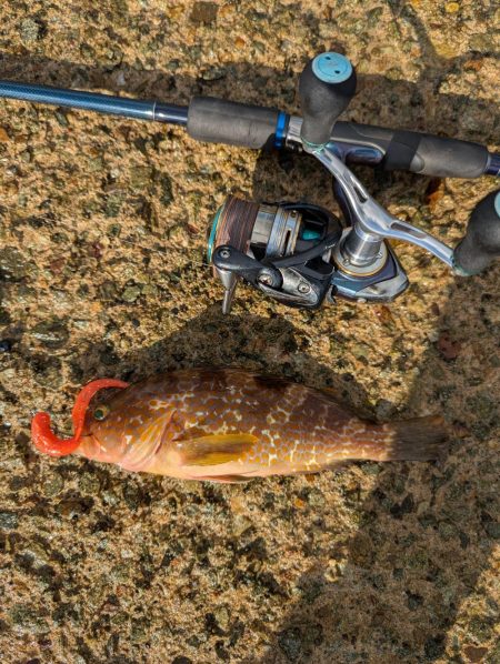 ハタゲーム&エギング