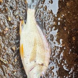 アジ調査@貝塚周辺