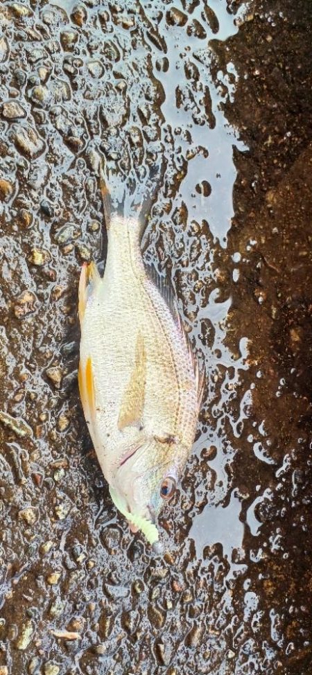 アジ調査@貝塚周辺