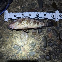 陸っぱり釣行記