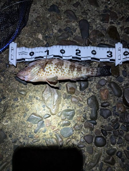 陸っぱり釣行記