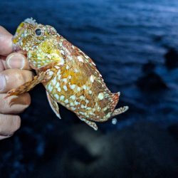 陸っぱり釣行記