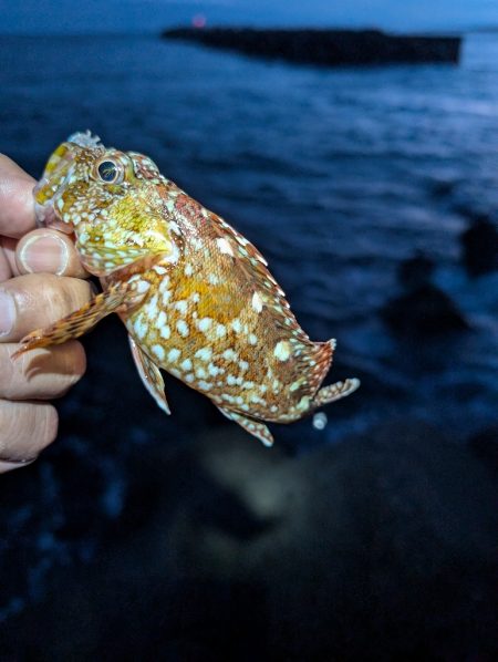 陸っぱり釣行記