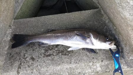 旧江戸シーバス