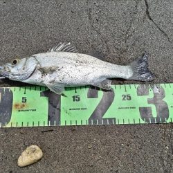 チヌとセイゴ釣れました。