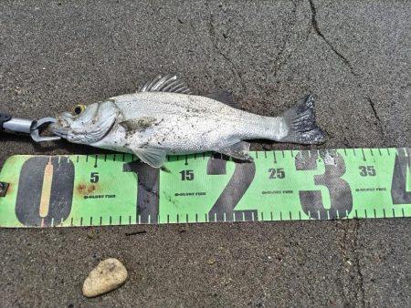 チヌとセイゴ釣れました。