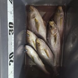 イサキと外道達