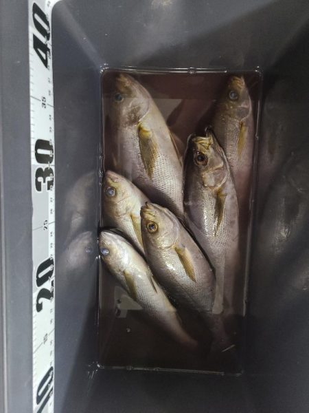 イサキと外道達