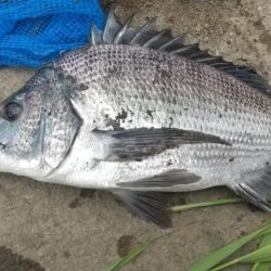 ハゼ居ない…チヌへ。