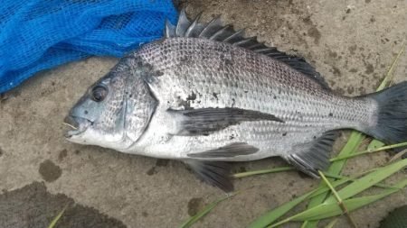 ハゼ居ない…チヌへ。