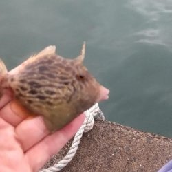 波止カワハギ開幕戦