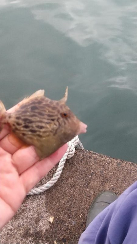 波止カワハギ開幕戦