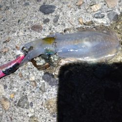 アオリイカ、キジハタ、キュウセン