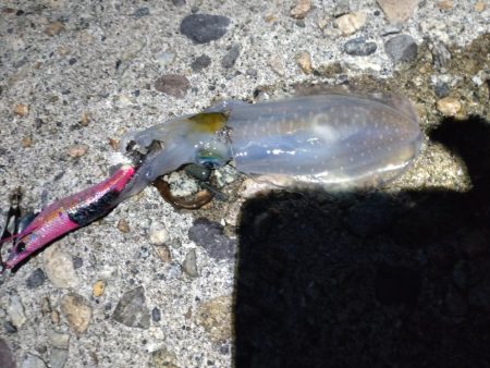 アオリイカ、キジハタ、キュウセン