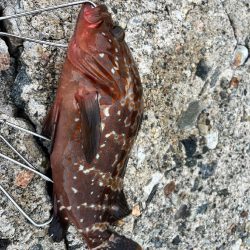 キジハタ、カサゴ（お）