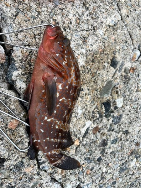 キジハタ、カサゴ（お）